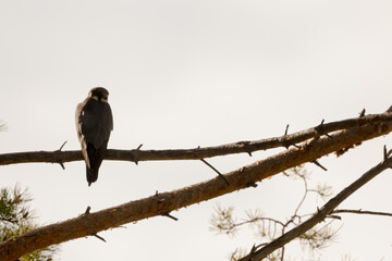 Eurasian Hobby - Baumfalke - Falco subbuteo ssp. subbuteo, Russia (Baikal), adult