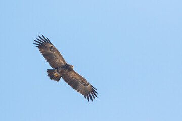 Lesser Spotted Eagle - Schreiadler - Clanga pomarina, Romania, adult