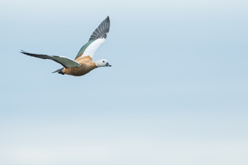 Ruddy Shelduck - Rostgans - Tadorna ferruginea, Russia (Baikal), adult, female