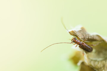 Macro image of an insect in Germany