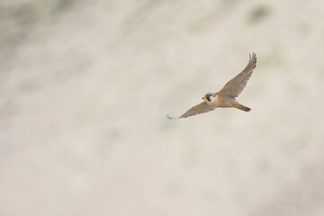 Barbary Falcon - Wüstenfalke - Falco pelegrinoides ssp. babylonicus, Tajikistan, adult