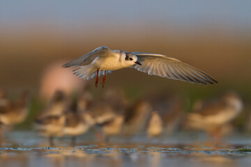 Whiskered Tern - Weissbart-Seeschwalbe - Chlidonias hybrida hybrida, Oman, 1st Winter plumage