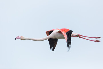 Fototapeta premium Greater Flamingo, Phoenicopterus roseus