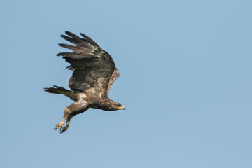 Lesser Spotted Eagle - Schreiadler - Clanga pomarina, Romania, adult