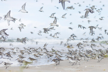 Dunlin - Alpenstrandläufer - Calidris alpina, Germany (Hamburg), at high-tide roost with Sanderling and Red Knot