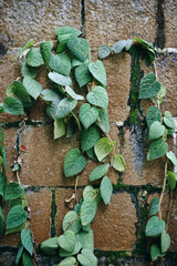 vines on brick wall background