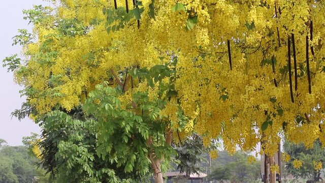 Colorful golden shower blossom or yellow cassia fistula blooming , Thailand national flowers