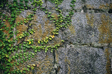 vines on brick wall background