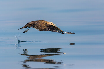 Arctic Jaeger - Schmarotzerraubmöwe - Stercorarius parasiticus, Germany (Baden-Württemberg), 1st cy