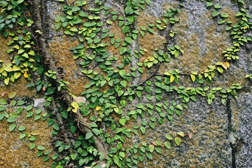 vines on brick wall background