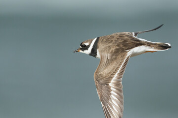 Common Ringed Plover - Sandregenpfeifer - Charadrius hiaticula, Germany (Hamburg), adult male