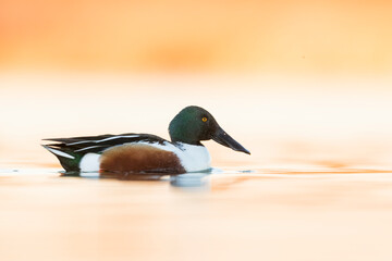 Northern Shoveler - Löffelente - Spatula clypeata, Spain (Andalucia), adult male