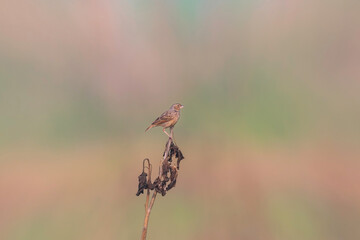 Bengal bush lark (Mirafra assamica)  at Rajarhat grassland, Kolkata, India.