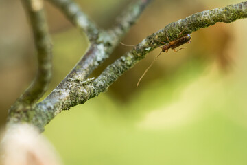 Macro image of an insect in Germany