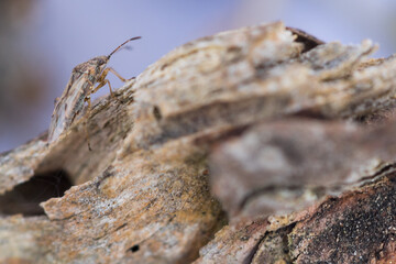 Macro image of an insect