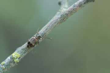 Macro image of an insect in Germany