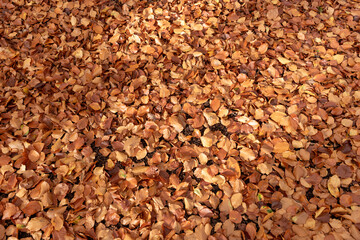 Autumnal background. Leaves of deciduous trees on the forest floor