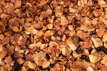 Autumnal background. Leaves of deciduous trees on the forest floor