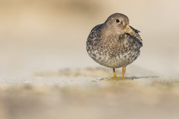 Purple Sandpiper - Meerstrandläufer - Calidris maritima, Germany (Niedersachsen), 1st winter