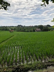 Fototapeta na wymiar Balinese Ricefield