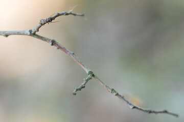 Macro image of an insect in Germany