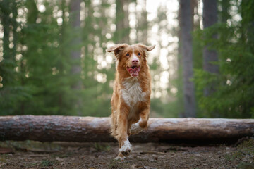dog runs in forest. Nova Scotia Duck Tolling Retriever in nature among the trees. 