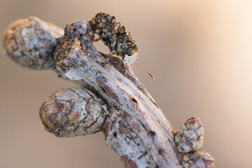 Macro image of an insect in Germany