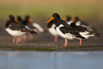 Oystercatcher - Austernfischer - Haematopus ostralegus ostralegus, Germany (Schleswig Holstein), adult