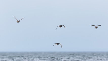 Greater Scaup - Bergente - Aythya marila ssp. marila, Germany (Mecklenburg-Vorpommern), winter flock