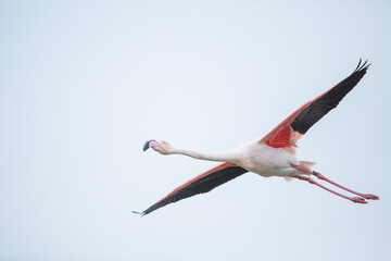 Fototapeta premium Greater Flamingo, Phoenicopterus roseus