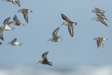 Dunlin - Alpenstrandläufer - Calidris alpina, Germany (Hamburg), adult, moulting into non-breeding plumage