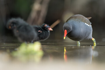 Common Moorhen - Teichhuhn - Gallinula chloropus ssp. chloropus, Germany (Baden-Württemberg), adult with youngsters