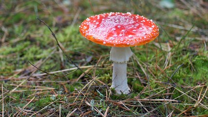 Red Fly Agaric Amanita Muscaria Poisonous Mushroom in Autumn Forest Close-Up