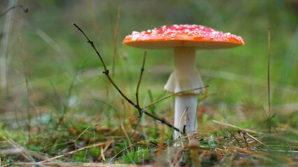 Red Fly Agaric Amanita Muscaria Poisonous Mushroom in Autumn Forest Close-Up