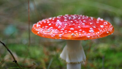 Red Fly Agaric Amanita Muscaria Poisonous Mushroom in Autumn Forest Close-Up