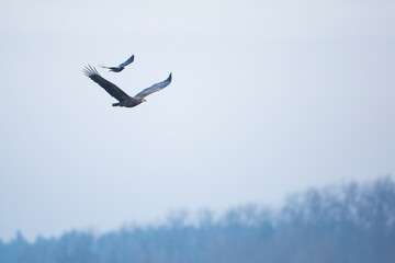 White-tailed Sea-Eagle - Seeadler - Haliaeetus albicilla, Germany (Mecklenburg-Vorpommern), immature