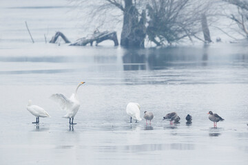 Whooper Swan - Singschwan - Cygnus cygnus, Germany (Brandenburg), adult