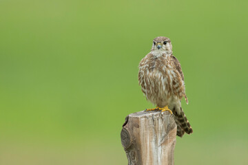Merlin - Merlin - Falco columbarius ssp. aesalon, Russia (Baikal), adult, female