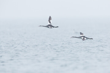Great Crested Grebe - Haubentaucher - Podiceps cristatus ssp. cristatus, Germany (Mecklenburg-Vorpommern), winter plumage, migrating