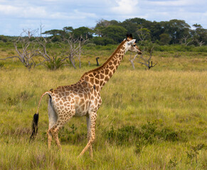 Rothschild Giraffe in natural habitat walks through the savannah. Scene at game drive.