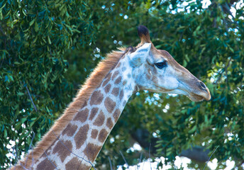 Side view of an african Rothschild giraffe eating branches. 
Tourism a vacation concept. Kruger National Park, South Africa