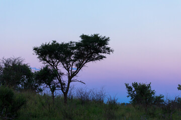 Sunset in savannah of Africa with acacia trees. Tourism and vacations concept.