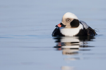 Long-tailed Duck - Eisente - Clangula hyemalis, Germany (Mecklenburg-Vorpommern), adult, male