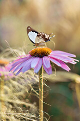 A brown white large butterfly on an echinacea flower in the brilliance of the morning sun.