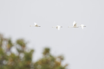Tundra Swan - Zwergschwan - Cygnus columbianus ssp. bewickii, Germany (Niedersachsen), adult