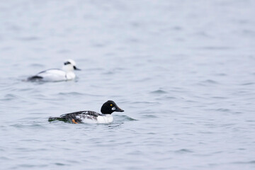 Common Goldeneye, Bucephala clangula clangula