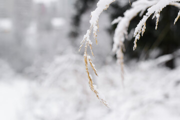 Dry grass covered with snow, close-up. Yellow ear of wheat selective focus, winter background blurred.