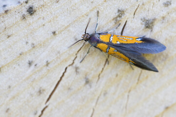 Macro image of an insect in Germany
