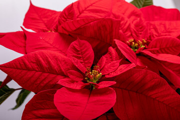 The poinsettia red flowers. The Flower of the Christmas