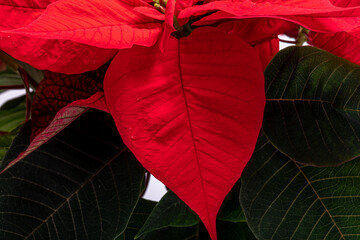 The poinsettia red flowers. The Flower of the Christmas